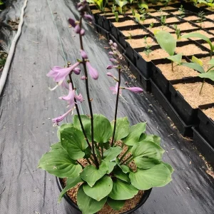 Hosta Dark Side of the Moon Live Plant – 5.25
