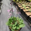 Hosta Dark Side of the Moon Live Plant – 5.25" Pot – Perennial Shade - Image 1