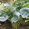 Hosta Deep Waters Live Plant – 5.25" Pot – Well-Rooted Perennial for Shade - Image 1