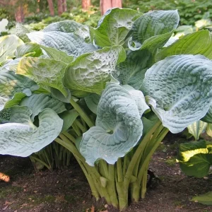 Hosta Deep Waters Live Plant – 5.25" Pot – Well-Rooted Perennial for Shade - Image 1