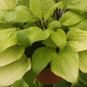 Hosta 'Designer Genes' Live Plant – 5.25