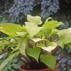 Hosta 'Designer Genes' Live Plant – 5.25" Pot – Red Stems – Perennial Shade - Image 1