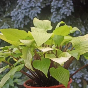 Hosta 'Designer Genes' Live Plant – 5.25