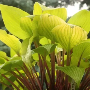 Hosta 'Designer Genes' Live Plant – 5.25