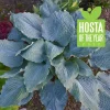 Hosta Diamond Lake Live Plant – 5.25" Pot – Perennial Hosta – Outdoor Shade Plant - Image 1