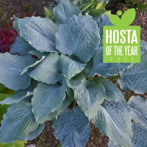 Hosta Diamond Lake Live Plant – 5.25