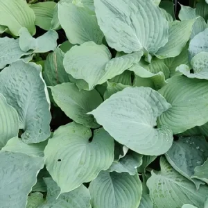 Hosta Diamond Lake Live Plant – 5.25