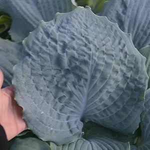 Hosta Diamond Lake Live Plant – 5.25