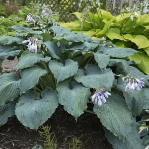 Hosta Diamond Lake Live Plant – 5.25