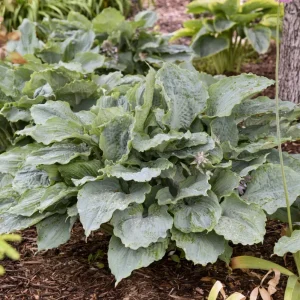 Hosta Diamond Lake Live Plant – 5.25