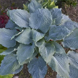 Hosta Diamond Lake Live Plant – 5.25