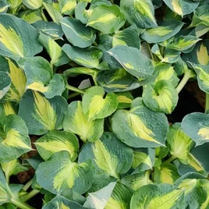 Hosta Dream Weaver Live Plant – Well Rooted 5.25