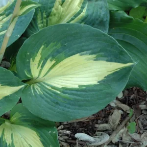 Hosta Dream Weaver Live Plant – Well Rooted 5.25