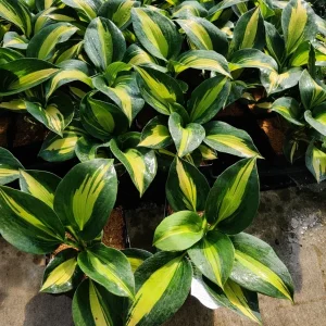 Hosta Dream Weaver Live Plant – Well Rooted 5.25