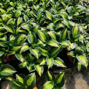 Hosta Dream Weaver Live Plant – Well Rooted 5.25