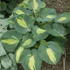 Hosta Dream Weaver Live Plant – Well Rooted 5.25" Pot – Perennial Outdoor - Image 1