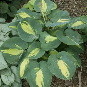 Hosta Dream Weaver Live Plant – Well Rooted 5.25