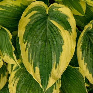 Hosta Drop Dead Gorgeous Live Plant – Perennial Shade Plant in 5.25