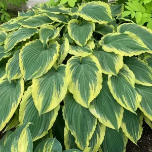 Hosta Drop Dead Gorgeous Live Plant – Perennial Shade Plant in 5.25