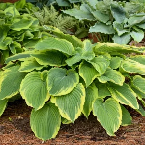 Hosta Drop Dead Gorgeous Live Plant – Perennial Shade Plant in 5.25