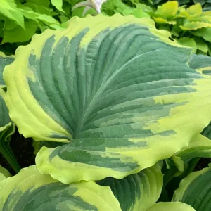 Hosta Drop Dead Gorgeous Live Plant – Perennial Shade Plant in 5.25
