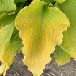 Hosta Echo the Sun Live Plant – 5.25
