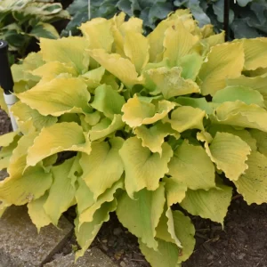 Hosta Echo the Sun Live Plant – 5.25