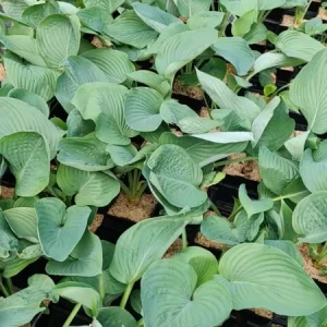 Hosta Empress Wu Live Plant - 5.25