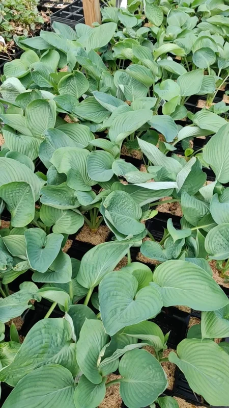 Hosta Empress Wu Live Plant - 5.25" Pot - Giant Shade Perennial - Image 2