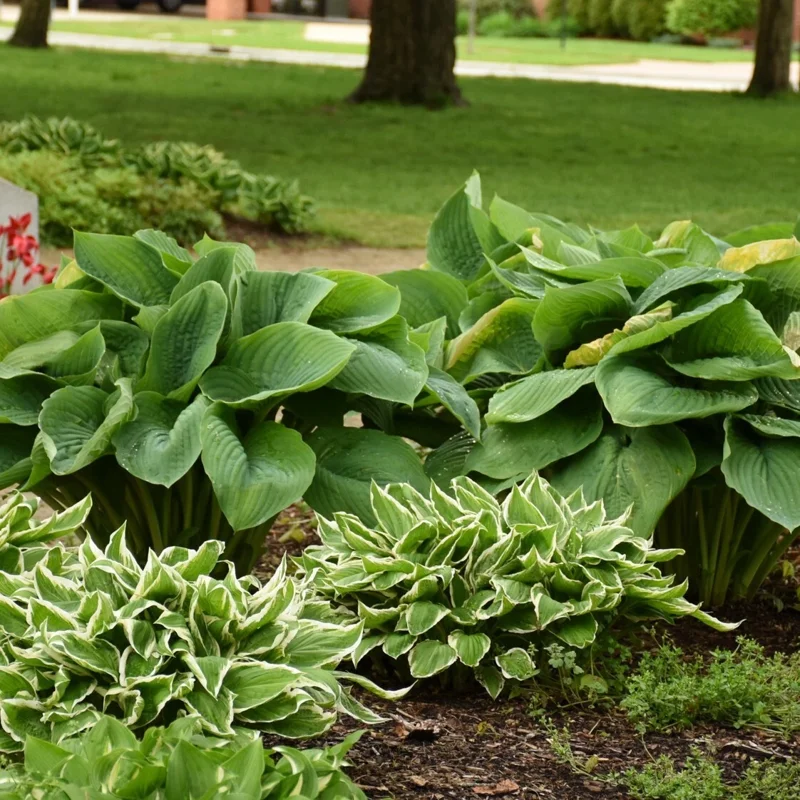 Hosta Empress Wu Live Plant - 5.25" Pot - Giant Shade Perennial - Image 3