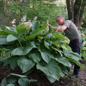 Hosta Empress Wu Live Plant - 5.25