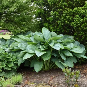 Hosta Empress Wu Live Plant - 5.25