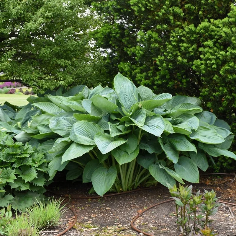 Hosta Empress Wu Live Plant - 5.25" Pot - Giant Shade Perennial - Image 5