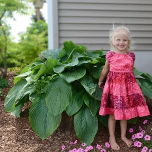 Hosta Empress Wu Live Plant - 5.25