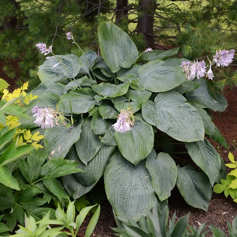 Hosta Empress Wu Live Plant - 5.25" Pot - Giant Shade Perennial - Image 7