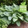 Hosta Empress Wu Live Plant - 5.25" Pot - Giant Shade Perennial - Image 1