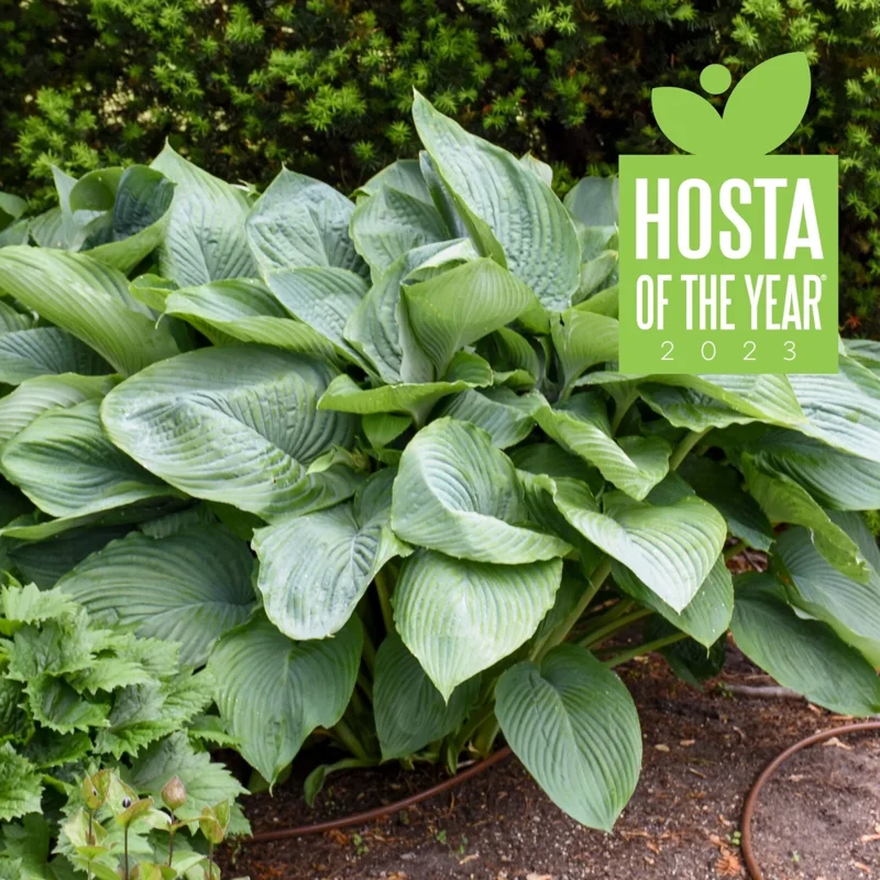 Hosta Empress Wu Live Plant - 5.25" Pot - Giant Shade Perennial - Image 1