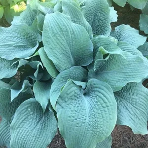 Hosta Epic Blue Wave Live Plant – 5.25