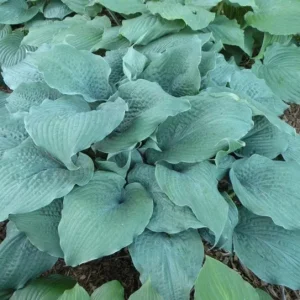 Hosta Epic Blue Wave Live Plant – 5.25
