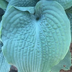 Hosta Epic Blue Wave Live Plant – 5.25