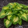 Hosta Etched Glass Perennial Live Plant – 5.25" Pot, Well Rooted - Image 1