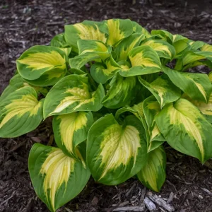 Hosta Etched Glass Perennial Live Plant – 5.25