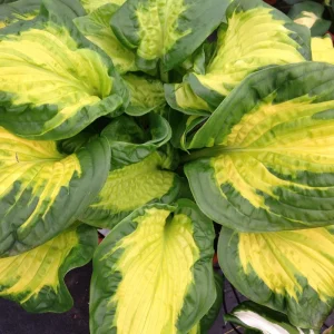Hosta Etched Glass Perennial Live Plant – 5.25