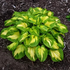 Hosta Etched Glass Perennial Live Plant – 5.25