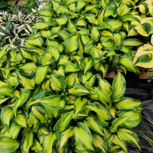 Hosta Etched Glass Perennial Live Plant – 5.25