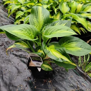 Hosta Etched Glass Perennial Live Plant – 5.25