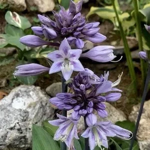 Hosta Evening Blush Live Plant – 3