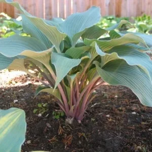 Hosta Evening Blush Live Plant – 3
