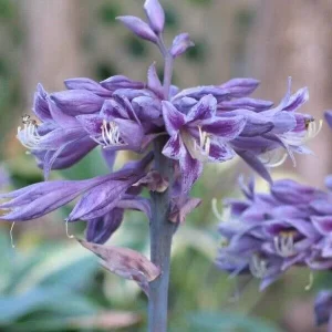 Hosta Evening Blush Live Plant – 3