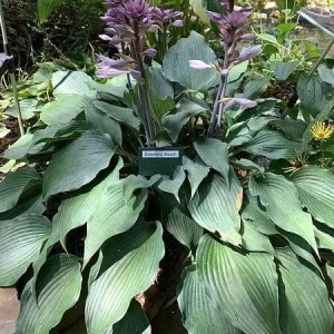 Hosta Evening Blush Live Plant – 3